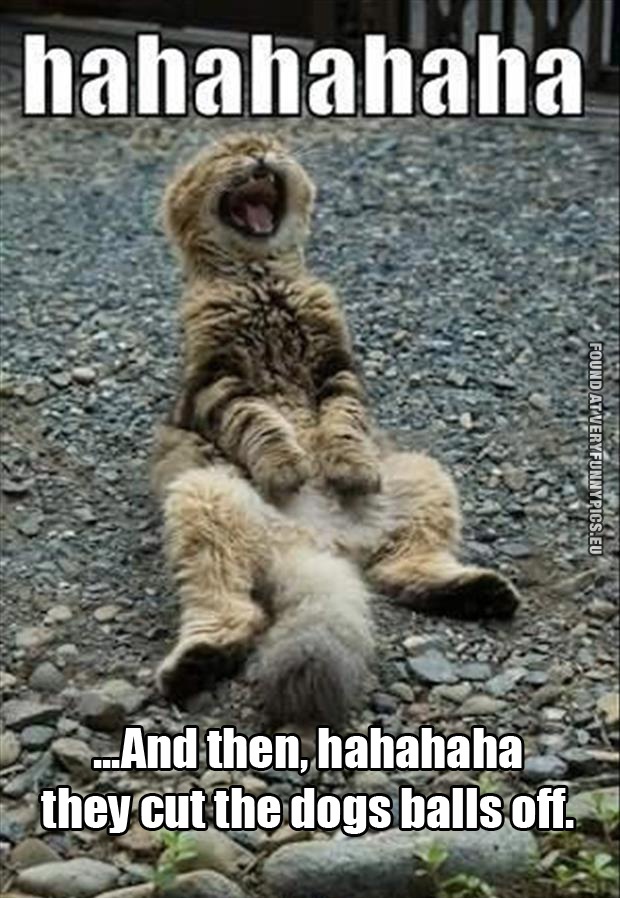 Funny Picture - Cat laughing - And then, hahahaha, they cut the dogs balls off