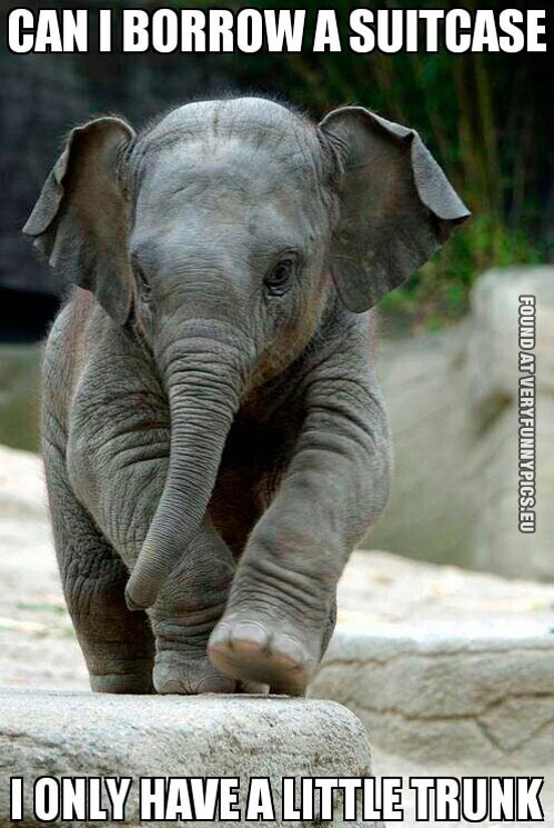 Funny Picture - Elephant - Can i borrow a suitcase - I only have a little trunk
