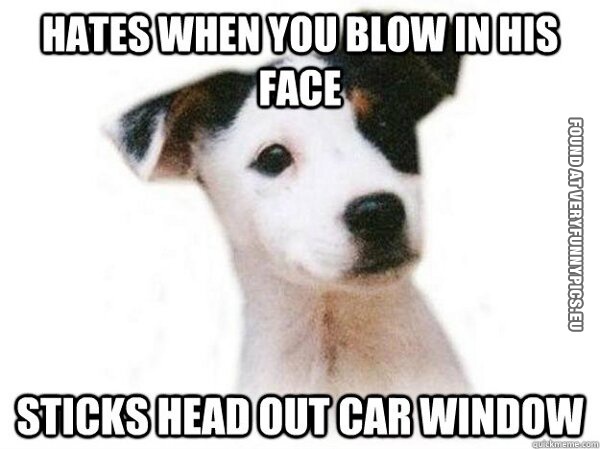 Funny Picture - Hatest when you blow in his face - Sticks head out car window