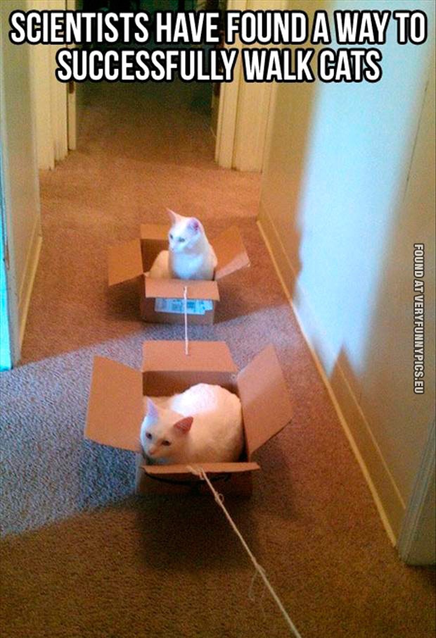Funny Picture - Scientists have found a way to successfully walk cats