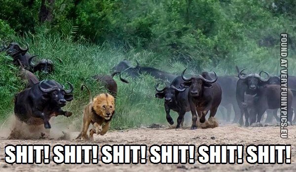 Funny Picture - Shitshitshit - Payback is a bitch - Lion chased by water buffalos
