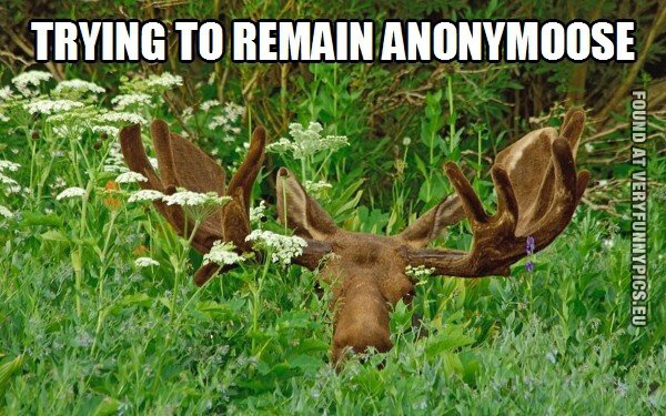 Funny Picture - Trying to remain anonymoose