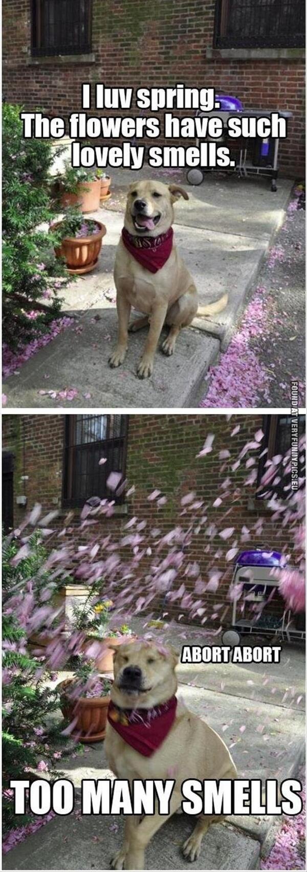 Funny Pictures - A dog loving the spring