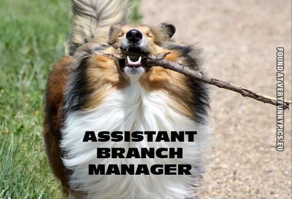 Funny Pictures - Assistant branch manager - Proud dog with a branch