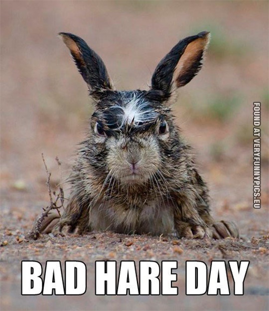 Funny Pictures - Bad hare day