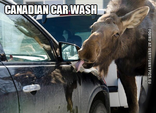 Funny Pictures - Canadian car wash - Moose licking on car