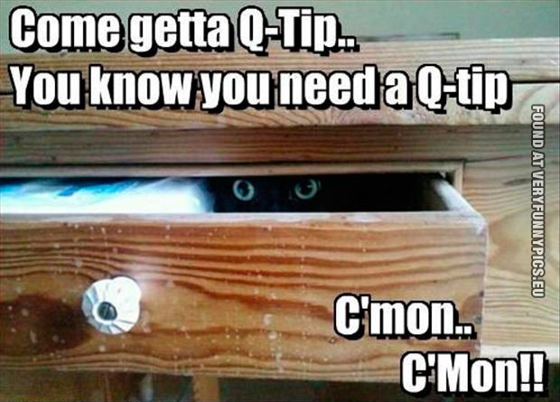 Funny Pictures - Cat in a box - Com get a q-tip