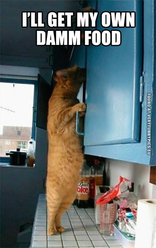 Funny Pictures - Cat standing on two legs - I'll get my own damn food