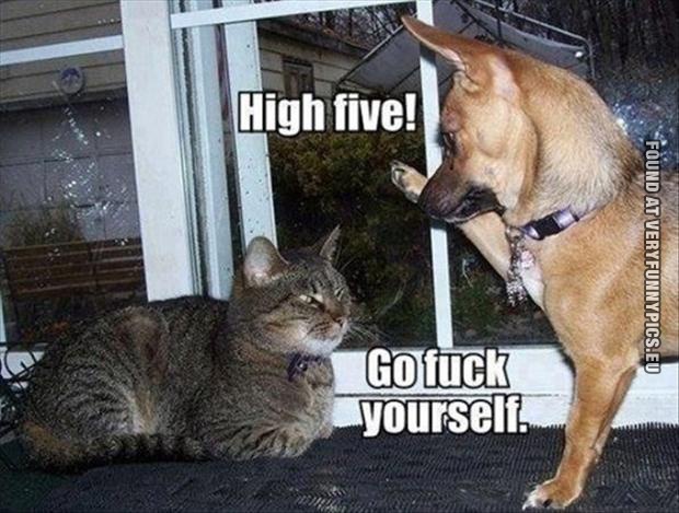 Funny Pictures - Dog trying to be nice to cat giving it a high five