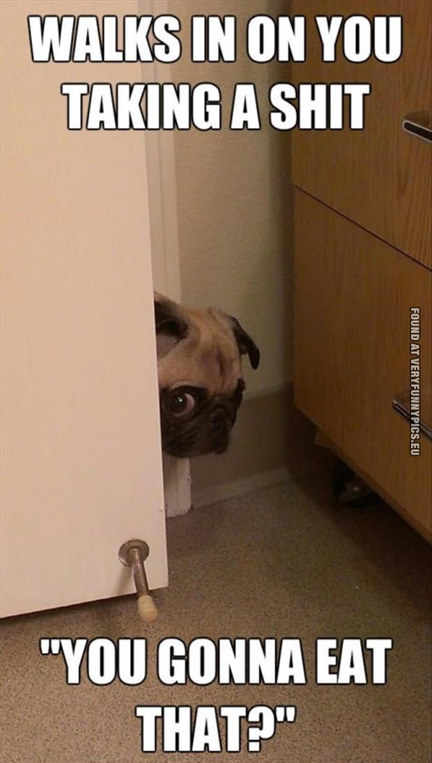 Funny Pictures - Dog walks in on you taking a shit - You gonna eat that