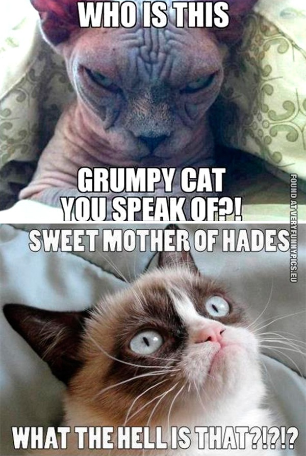 Funny Pictures - Grumpy Cat meets his bane