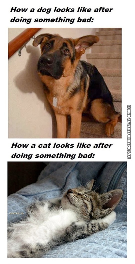 Funny Pictures - How a dog looks like after doing something bad VS how a cat looks