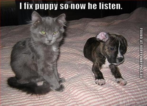 Funny Pictures - I fix puppy so now he listen