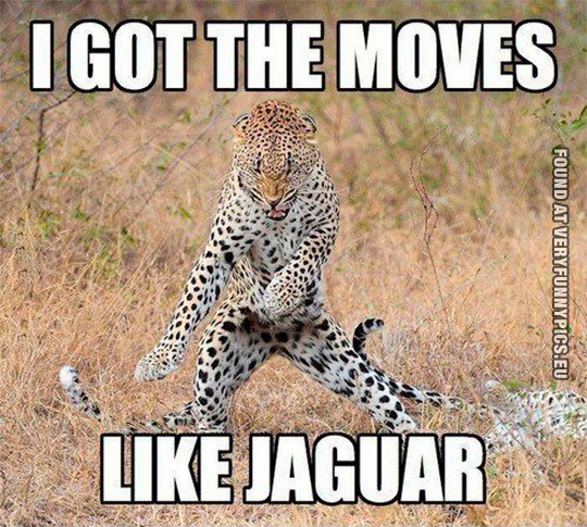 Funny Pictures - I got the moves like Jaguar
