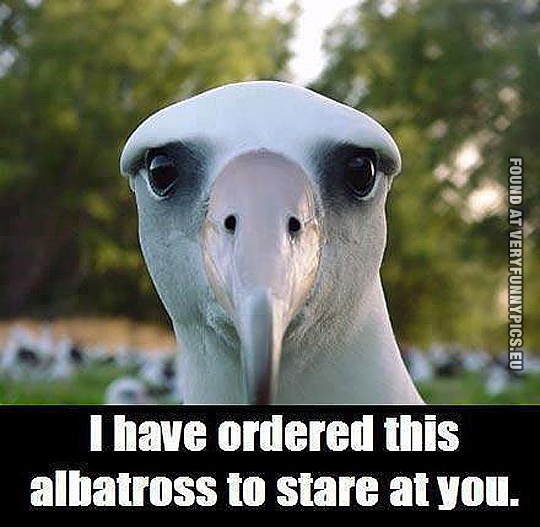 Funny Pictures - i have ordered this albatross to stare at you