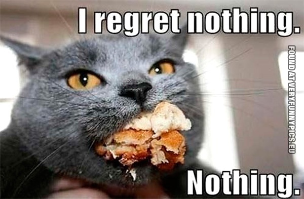 Funny Pictures - I regret nothing - Cat