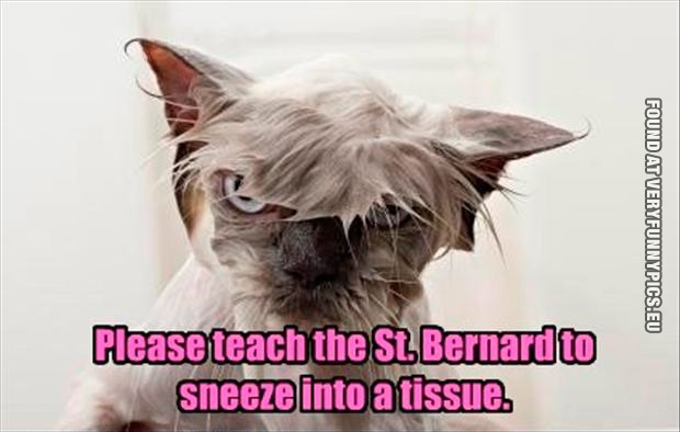 Funny Pictures - Please teach the st. Bernard to sneeze into a tissue