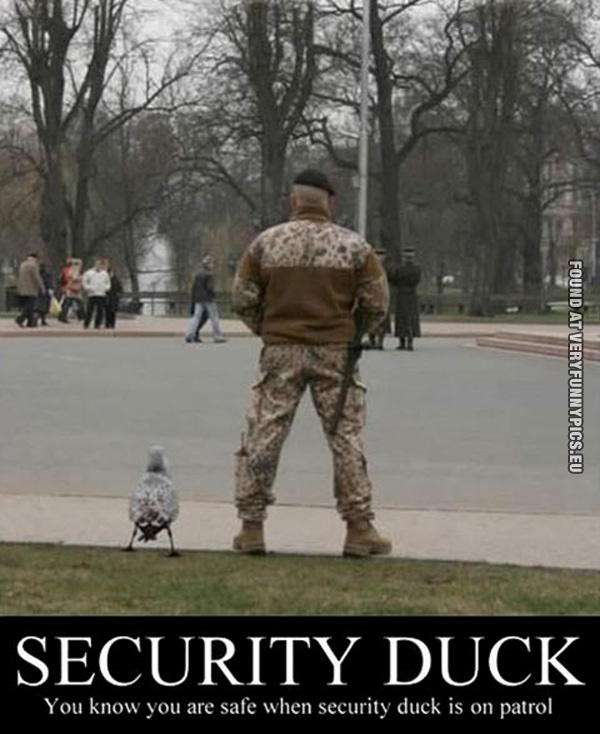 Funny Pictures - Security duck