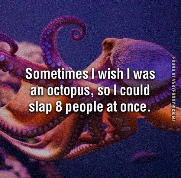 Funny Pictures - Sometimes i wish i was an octopus, so i could slap 8 people at once