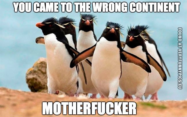 Funny Pictures - You came to the wrong continent motherfucker - Cocky penguins