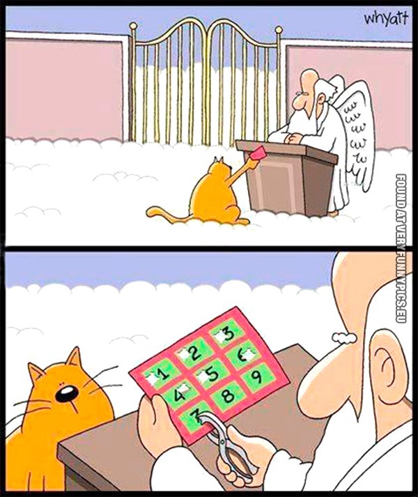 Funny Picture - Cat with nine lives