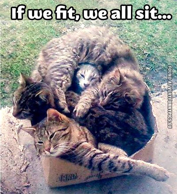 Funny Picture - Cats in a box - If we fit, we all sit