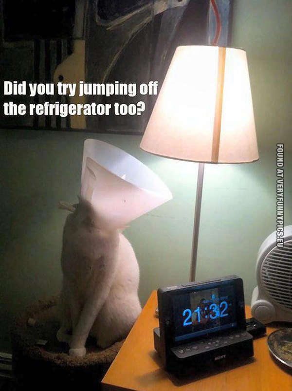 Funny Picture - Did you try jumping of the refrigerator too