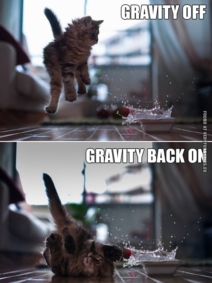 Funny Picture - Gravity off VS Gravity on - Cat
