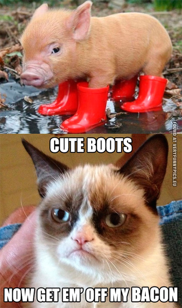 Funny Picture - Grumpy Cat - Cute boots, now get em' of my bacon