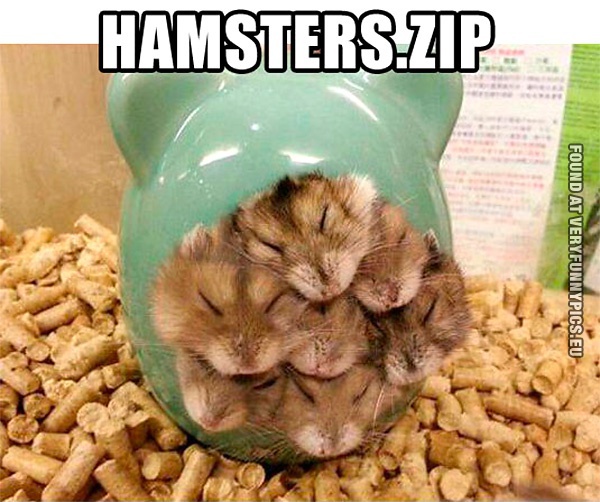 Funny Picture - Hamsters.zip