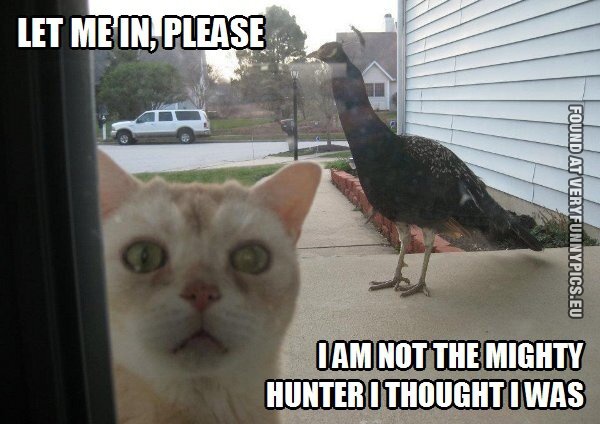 Funny Picture - Let me in, please - I am not the mighty hunter i thought i was