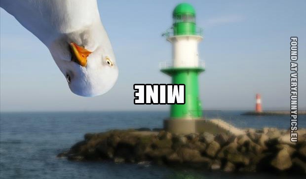 Funny Picture - Mine - Seagull