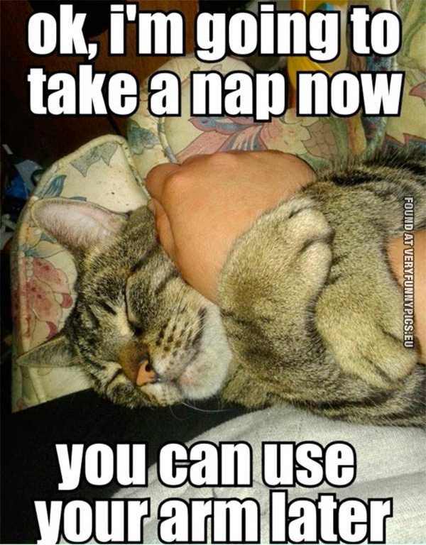 Funny Picture - Ok, i'm going to take a nap now - You can use your arm later - Cat