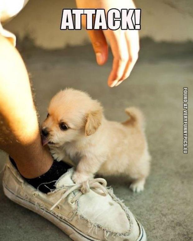 Funny Picture - Puppy goes to attack