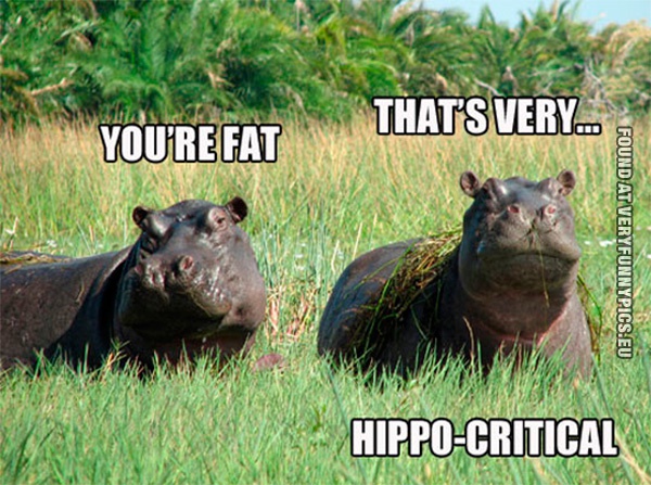 Funny Picture - That's very hippo-critical