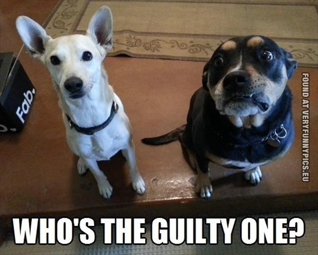 Funny Picture - Who's the guilty one? - Two dogs