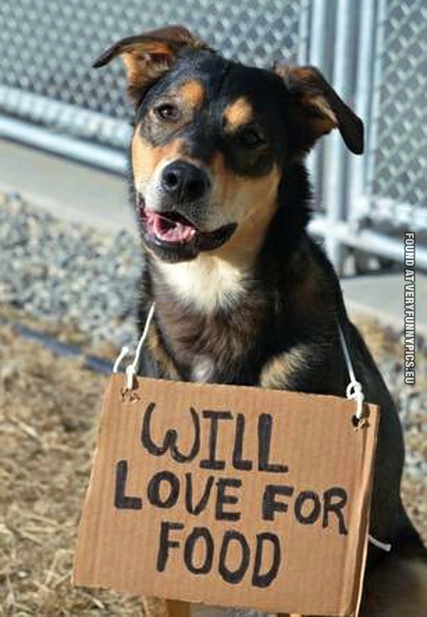Funny Picture - Will love for food - Dog