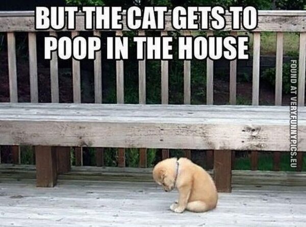 Funny Pictures - But the cat gets to poop inside - Cute dog