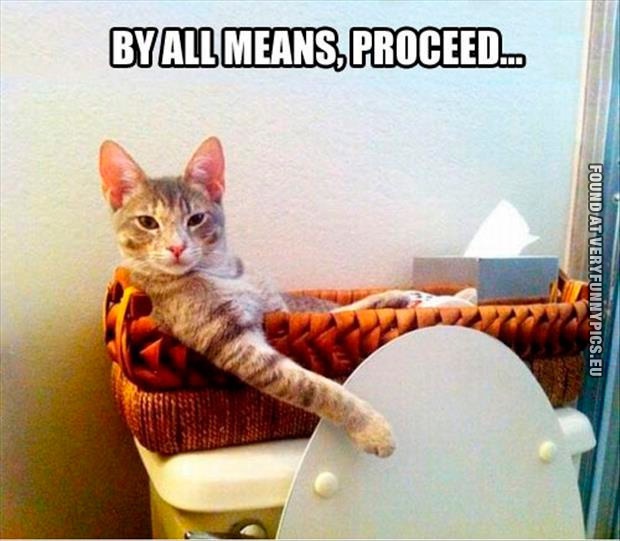Funny Pictures - By all means, proceed - Cat on toilet