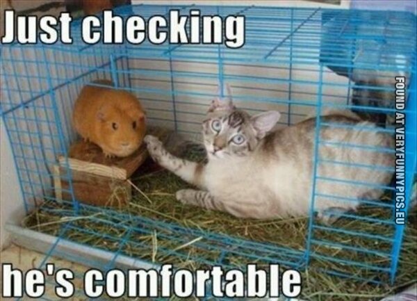 Funny Pictures - Cat and a hamster - Just checking