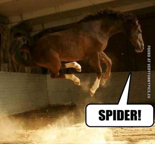 Funny Pictures - Horse afraid of spider
