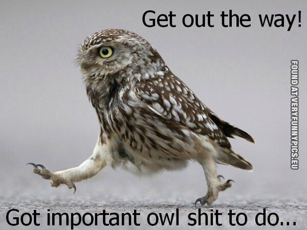 Funny Pictures - Owl got important shit to do