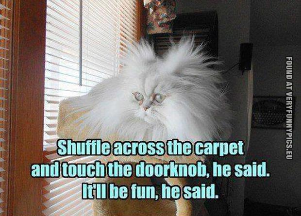 Funny Pictures - Static cat
