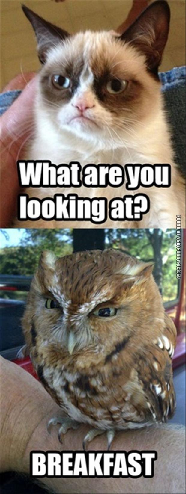 grumpy-cat-funny-pictures