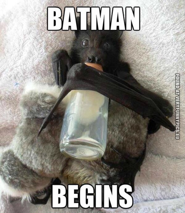 batman begins bat