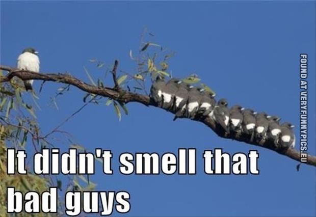 didnt smell that bad guys birds