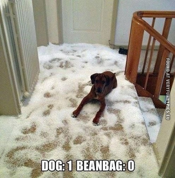 dog-vs-beanbag