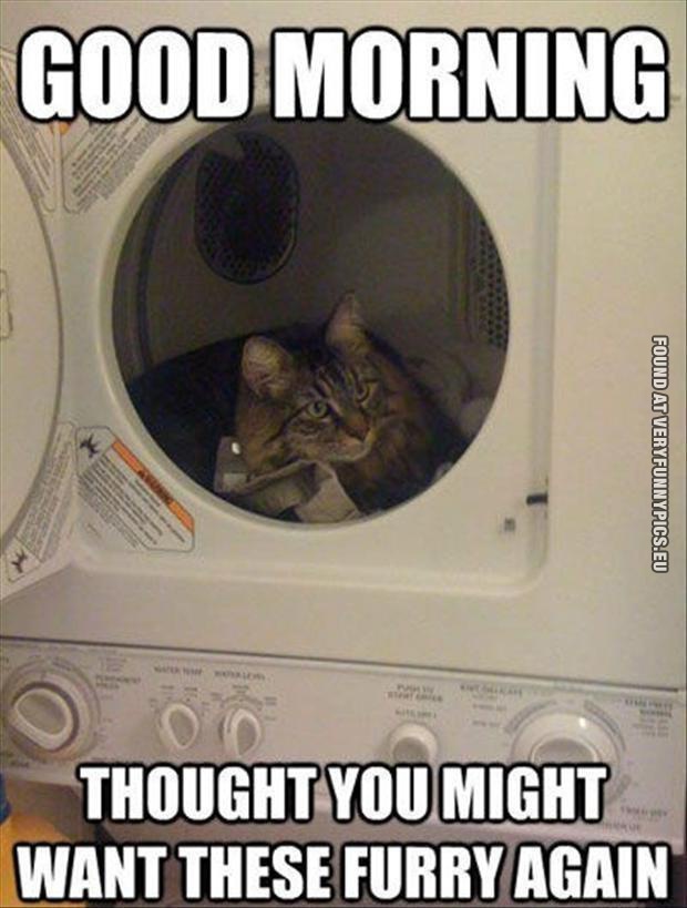 funny-pictures-cat-in-the-dryer