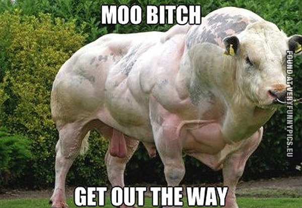 moo-bitch-get-out-of-the-way