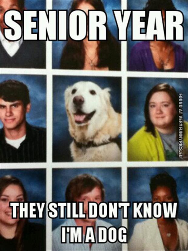 senior year dog